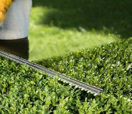 Nożyce do żywopłotu w trakcie pracy - ujęcie nr 2